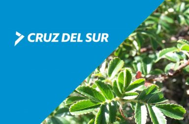 cruz-del-sur