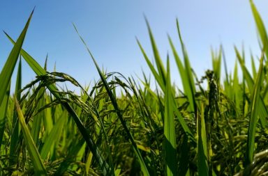 huella de carbono - arroz- agro