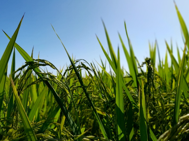 huella de carbono - arroz- agro